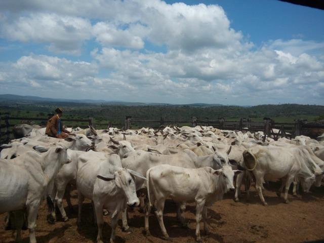 Mundo Novo Fazenda - Foto 10