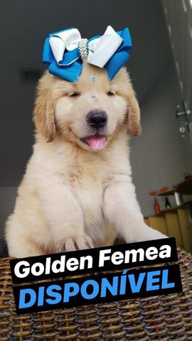 Golden Femea e macho! Parcelamos em até 12x