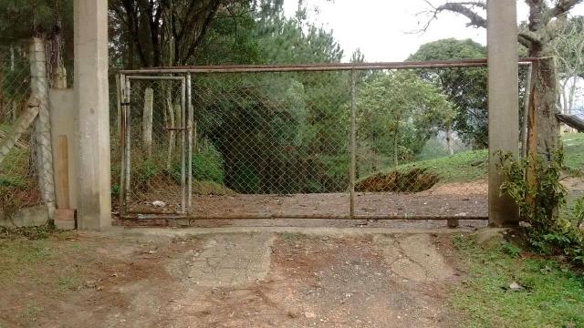 Engorda de Frango Caipira - Foto 10