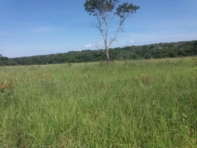 Fazenda dupla aptidão Arinos MG - Foto 3