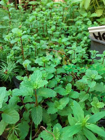 Plantas medicinais