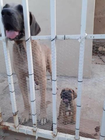 Cachorro fila brasileiro - Foto 2