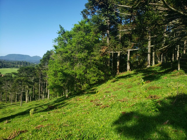 Sítio com Potencial para Investimento - Foto 3