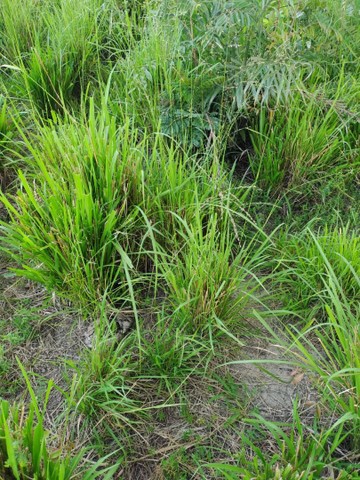 Fazenda em Lizarda. 7 mil por alqueire.