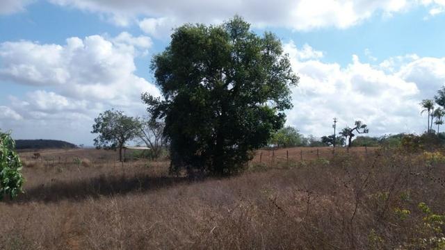 Ótima propriedade, escriturada, de 6 hectares, rica em frutas, em Glória do Goitá-PE - Foto 6