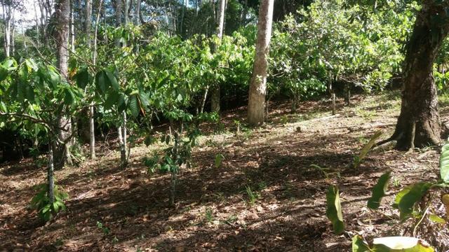 Cidade ilhéus região Japu, Sitio 72 hectares - Foto 17