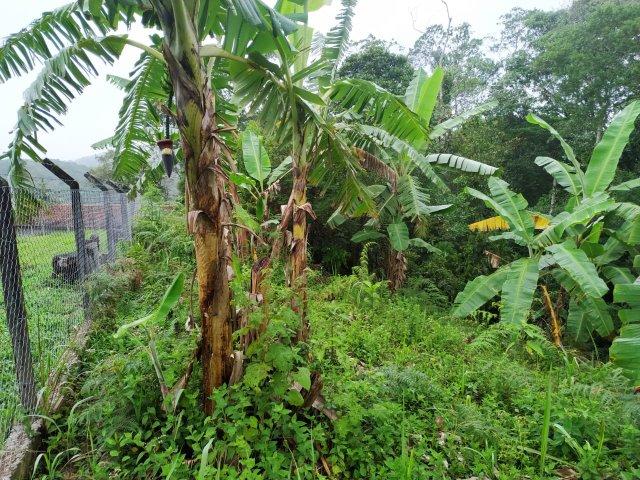Terreno 40.000m2 em Juquitiba/SP para loteamento - Foto 4