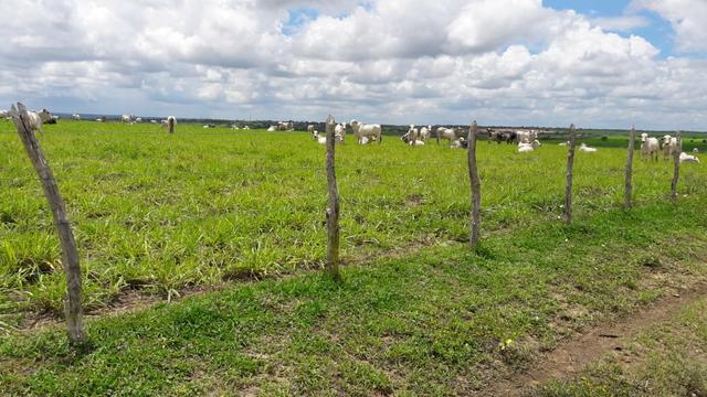 Fazenda com 170 hectares na região de monte alegre - Foto 8