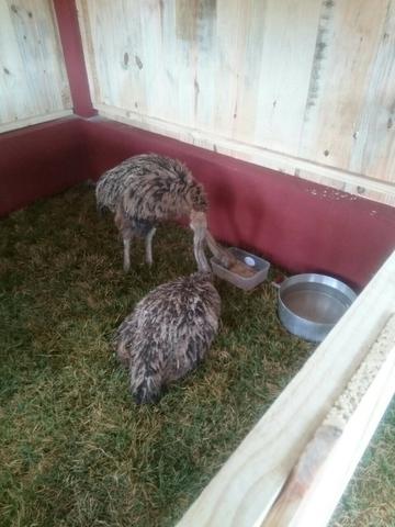 Aves - Foto 2