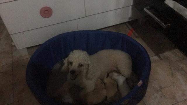 Poodles toy só vendo a ninhada