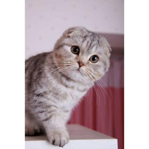 Scottish fold lindos bbs ! - Foto 2
