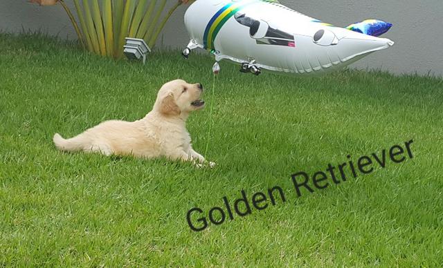 Golden Retriever macho & femea de pronta entrega