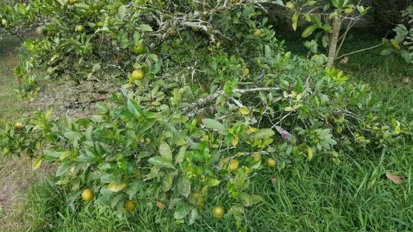 Chácara rural à venda, vila belmira, itapevi - ch0010. - Foto 16