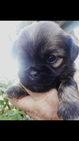 Vendo machinhos Lhasa Apso - Foto 4