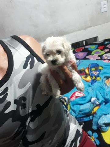 Filhotes poodle watss * - Foto 6
