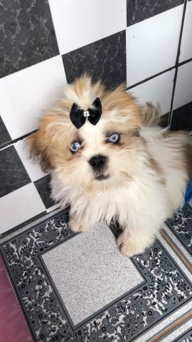 Cachorra fêmea