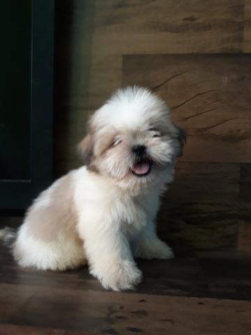 Lindos filhotes de shih tzu mini - Foto 4