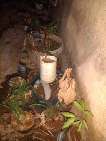 Doação de pé de árvores - Foto 2