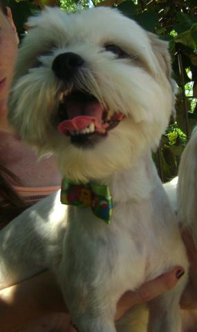 Vendo machinhos Lhasa Apso - Foto 3
