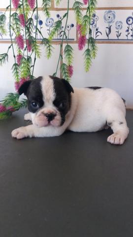 Machinho Bulldog francês