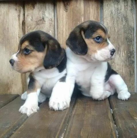 Beagle alto padrao - Foto 2