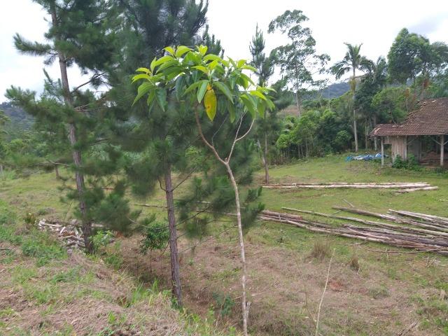 Permuta terreno para chacrinha de 6 mil medindo 30 x 200 de fundos - Foto 6