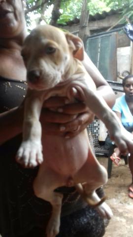 Vendo pitbull puro - Foto 3
