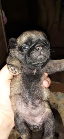 Lindos filhotes de pug reserve ja
