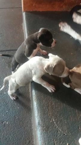 Pitbull - Foto 3