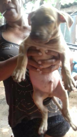 Vendo pitbull puro - Foto 5