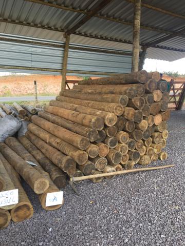 Eucalipto Tratado - Foto 4