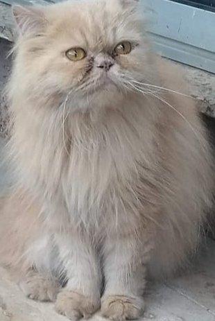 Gata persa creme femea adulta não castrada pura.Entrego em Curitiba e região metropolitana