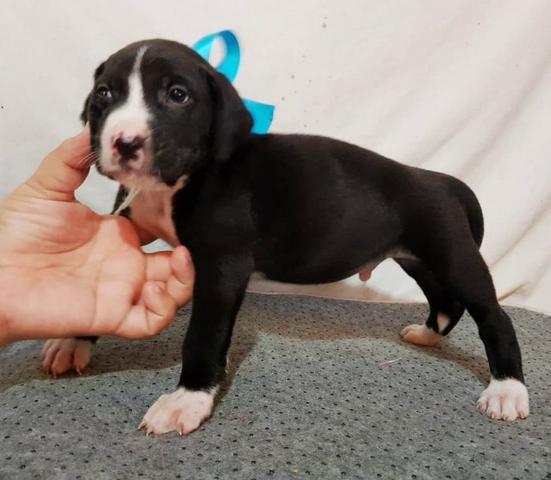 Labrador x dog brasileiro so 100 cada.chama no whats whats 9- * - Foto 3