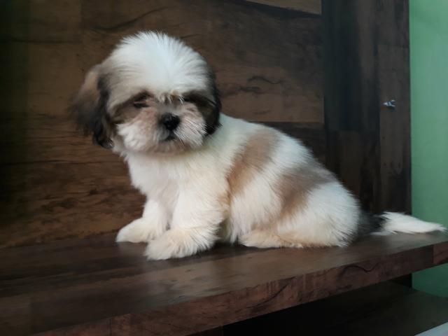Lindos filhotes de shih tzu mini - Foto 3