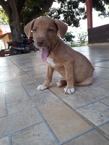 Pitbull femia - Foto 2