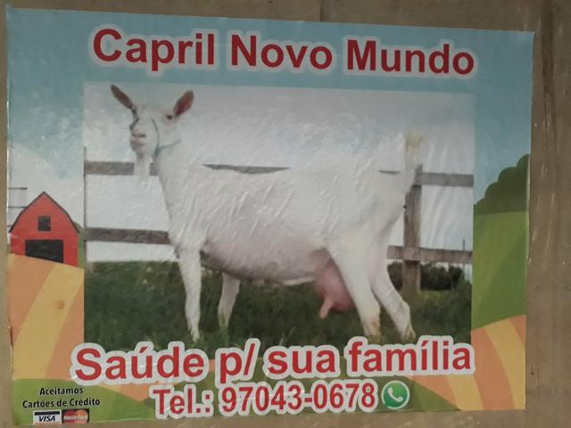 Cabra Saanen Pura e Cabritinho - Foto 5