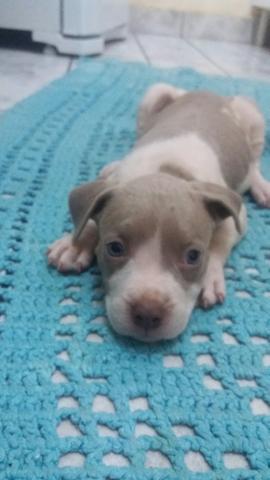 Pitbull