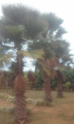 Palmeiras Washingtonia