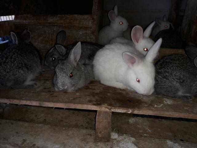 Coelho - Foto 3