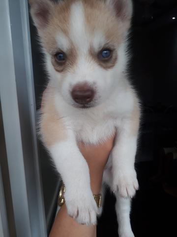 Filhotes de Husky Siberiano