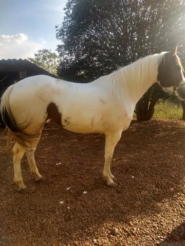 Égua Paint Horse Registrada