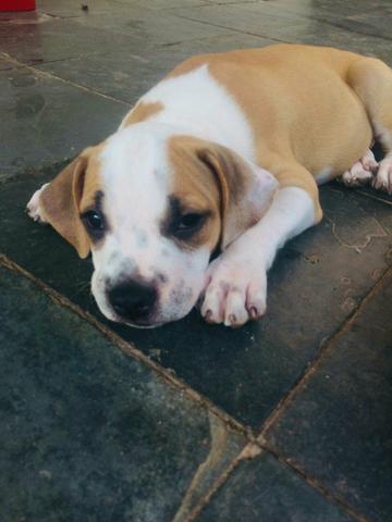 Vendo pitt bull (fêmea )