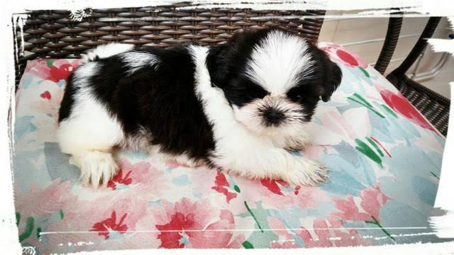 Shih tzu belíssimo com pedigree cbkc