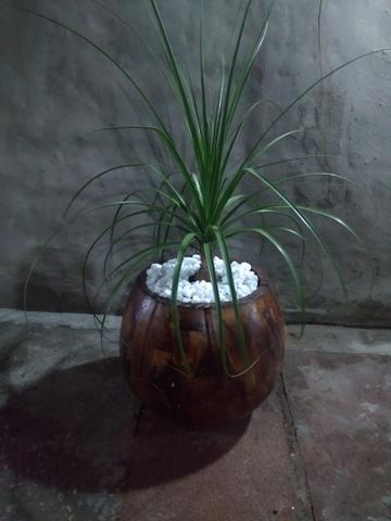 Beucarnea (Pata de Elefante)
