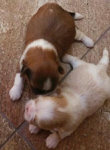 Bebês Shih tzu
