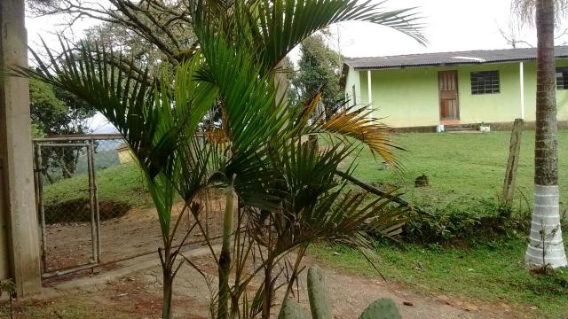 Engorda de Frango Caipira - Foto 7