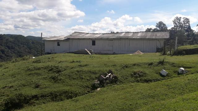 Engorda de Frango Caipira - Foto 4