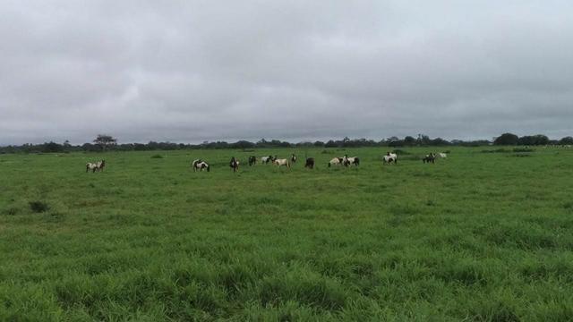 Conjunto de Fazendas Santa Maria - 1.262,5400 ha - Foto 5