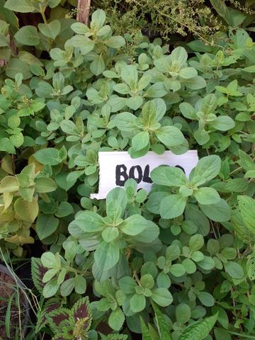 Plantas medicinais - Foto 3