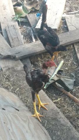Vendo lote de aves - Foto 4